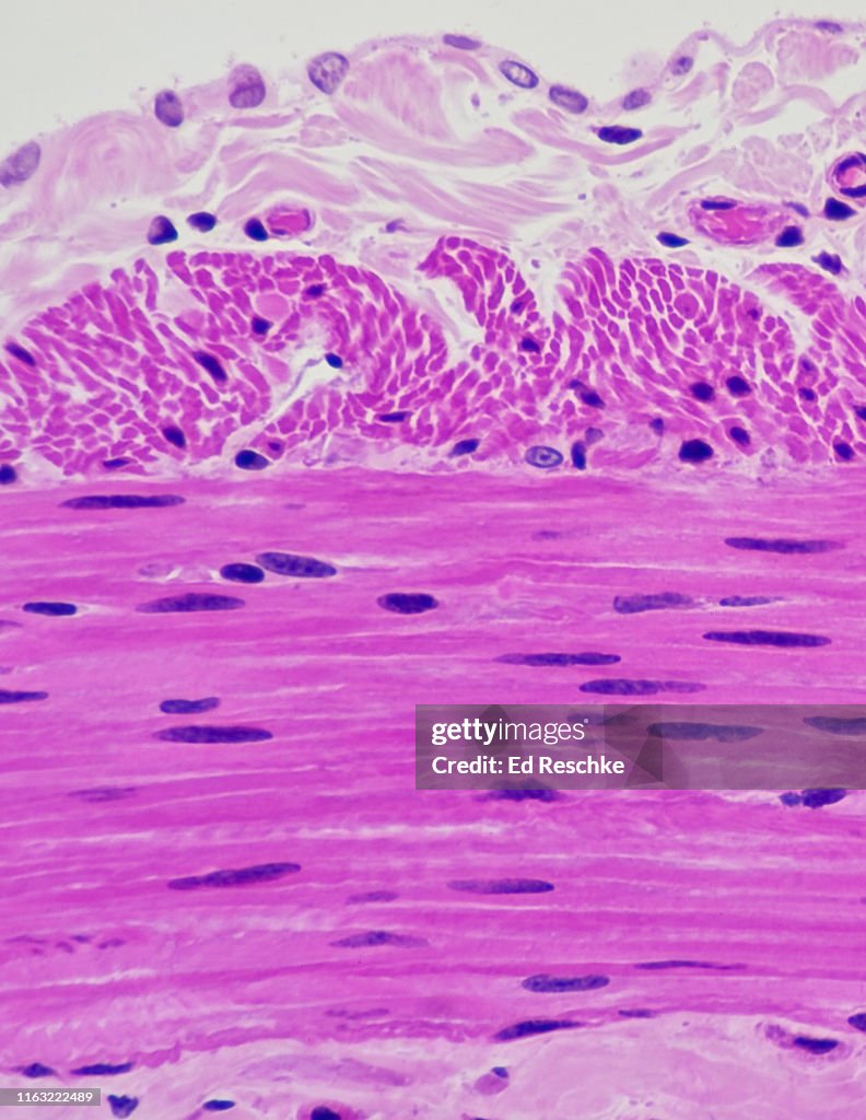 SMOOTH MUSCLE and SEROSA of the SMALL INTESTINE (Jejunum) 200X