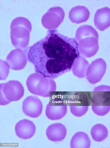 white blood cell or leukocyte, monocyte, human blood smear, 400x - macrophage stock pictures, royalty-free photos & images