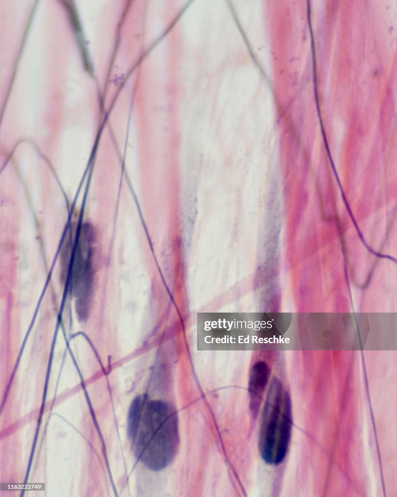 LOOSE or AREOLAR CONNECTIVE TISSUE--FIBROBLASTS, ELASTIC FIBERS, COLLAGENOUS FIBERS 400X
