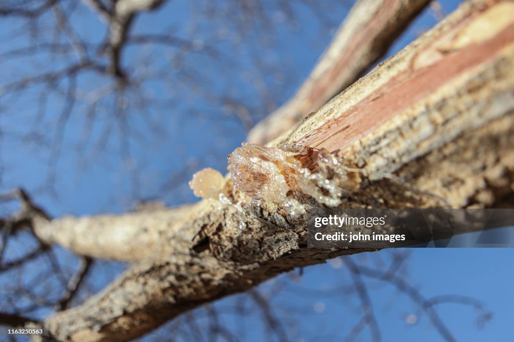 Trees that produces gum arabic