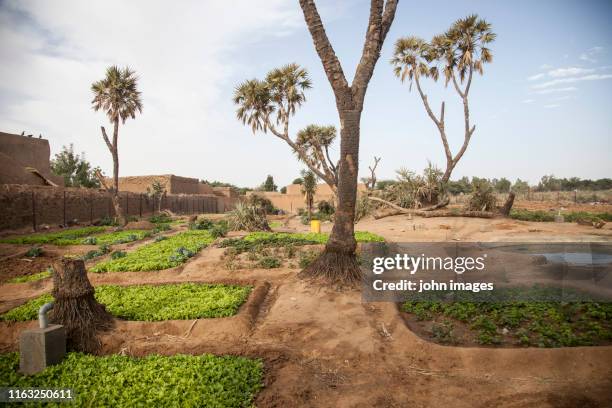 a field of salad vegetables - gao region photos et images de collection