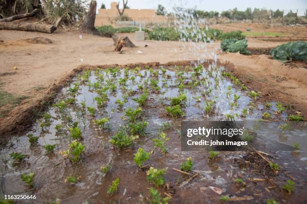 a field of vegetables - gao region stock pictures, royalty-free photos & images