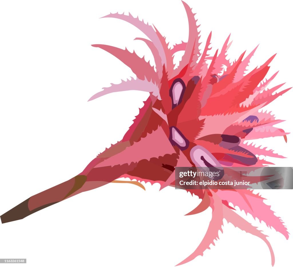 Lovely pink bromeliad flower vectorized