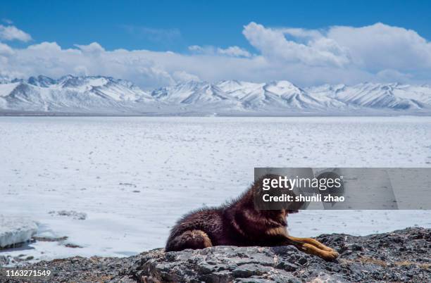 guardian god mountain - tibetan mastiff stock-fotos und bilder