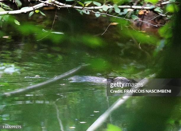 Picture taken on August 21, 2019 shows a beaver swimming in the Houille, an affluent of the Meuse river, near Thilay. - The European beaver has...