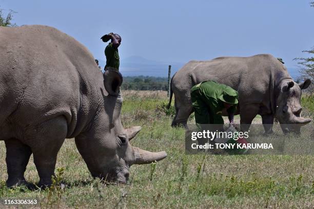 Caretakers feed carrots to Fatu and her mother Najin two female northern white rhinos, the last two northern white rhinos left on the planet, in...