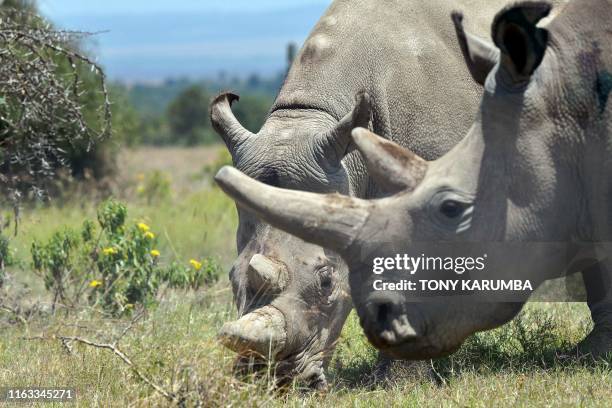 Najin and her offspring Fatu two female northern white rhinos, the last two northern white rhinos left on the planet, graze in their secured paddock...