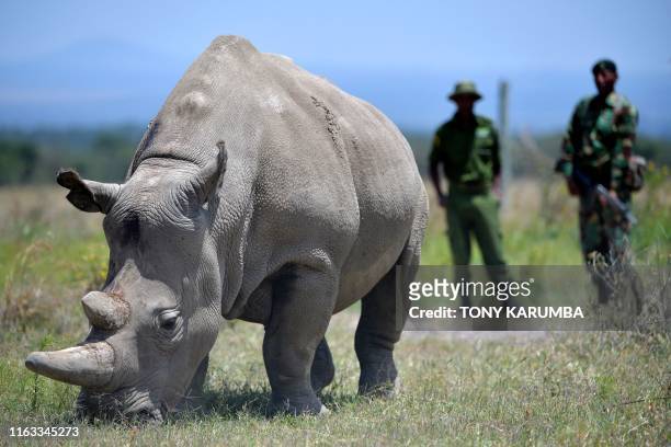 Najin and her offspring Fatu two female northern white rhinos, the last two northern white rhinos left on the planet, graze in their secured paddock...