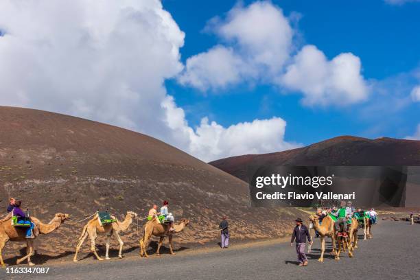 timanfaya national park - camel echadero (lanzarote, canary islands) - echadero stock pictures, royalty-free photos & images