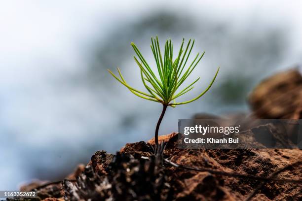 new life of the germ pine tree very beauty and vitality, photo by macro photography - seedling stockfoto's en -beelden