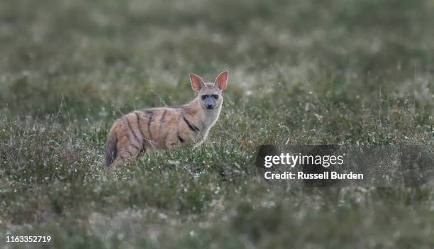 aardwolf in grasses - aardwolf stock pictures, royalty-free photos & images