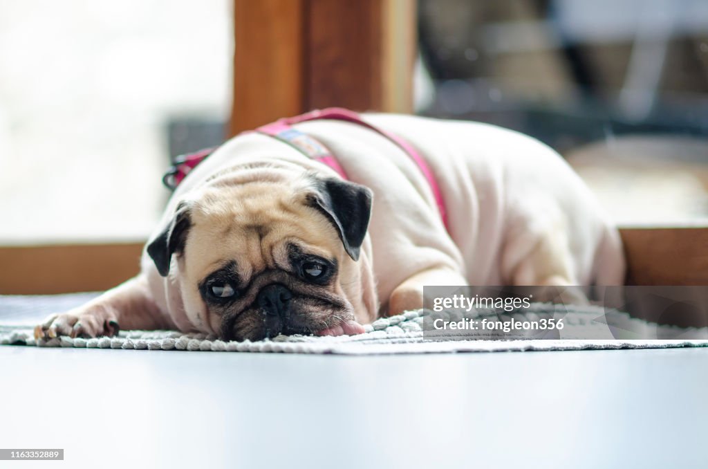 Funny Sleepy Pug Dog With Gum In The Eye Sleep Rest On Floor High-Res Stock  Photo - Getty Images