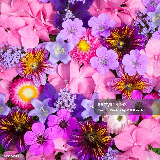 vibrant mixture of summer garden flowers - bush live stock-fotos und bilder