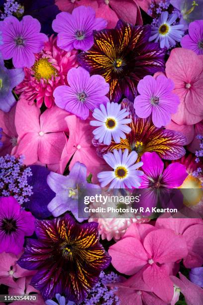 vibrant mixture of summer garden flowers - geranium photos et images de collection