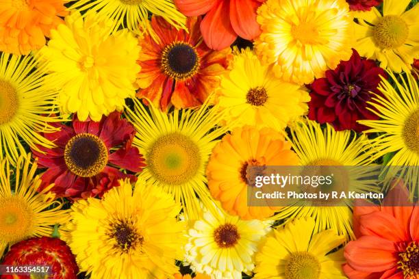 vibrant mixture of summer garden flowers - fleurs jaune rouge photos et images de collection