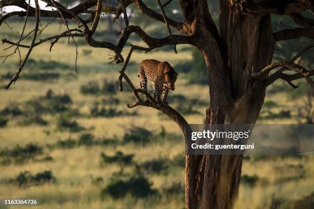afrikanischer leopard (panthera pardus pardus) auf einem akazienbaum - uganda stock-fotos und bilder