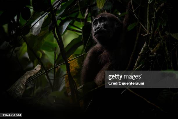 コンゴの西部低地ゴリラの野生動物の肖像画 - コンゴ共和国 ストックフォトと画像