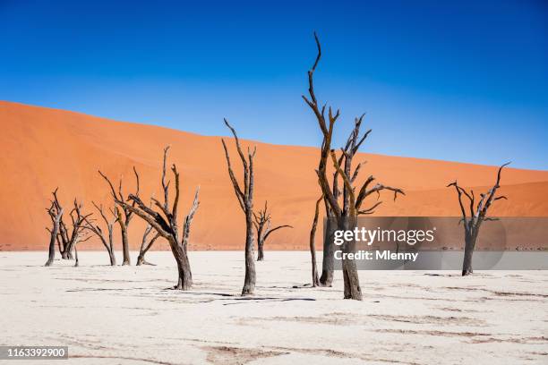 black dead desert trees dead vlei namibia - dead vlei namibia fotografías e imágenes de stock