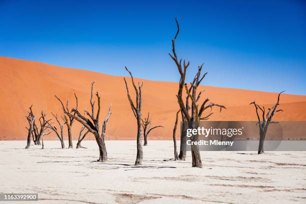 ブラックデッド砂漠�の木死ヴレイナミビア - dead vlei namibia ストックフォトと画像