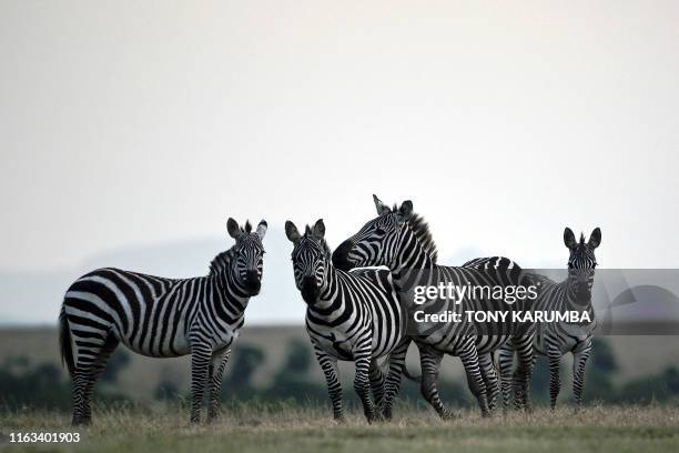 Common zebras are seen at the Ol Pejeta Conservancy just before dusk, on the plains at the foot of Mount Kenya, the Kenya's highest mountain, on...