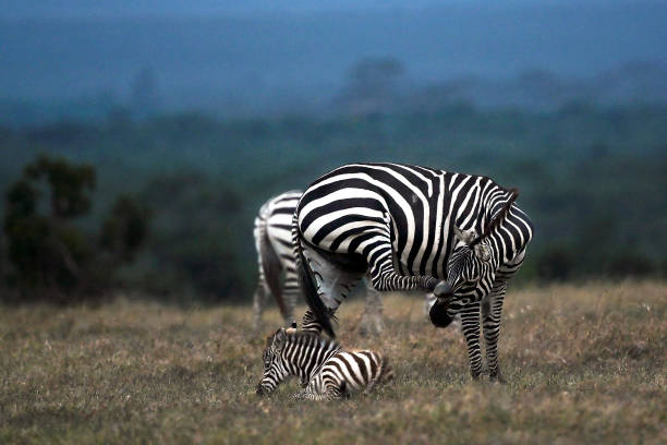 Common zebra and a fawn are seen at the Ol Pejeta Conservancy just before dusk, on the plains at the foot of Mount Kenya, the Kenya's highest...