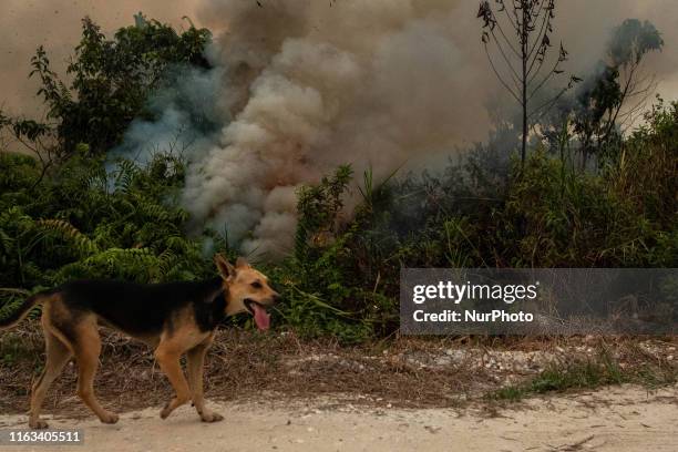 This picture taken on August 23, 2019 shows an Indonesian a forest fire in Kampar, Riau Province. Indonesian authorities are deploying thousands of...