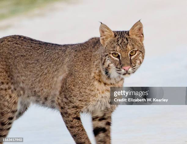 bobcat - bobcat stock pictures, royalty-free photos & images