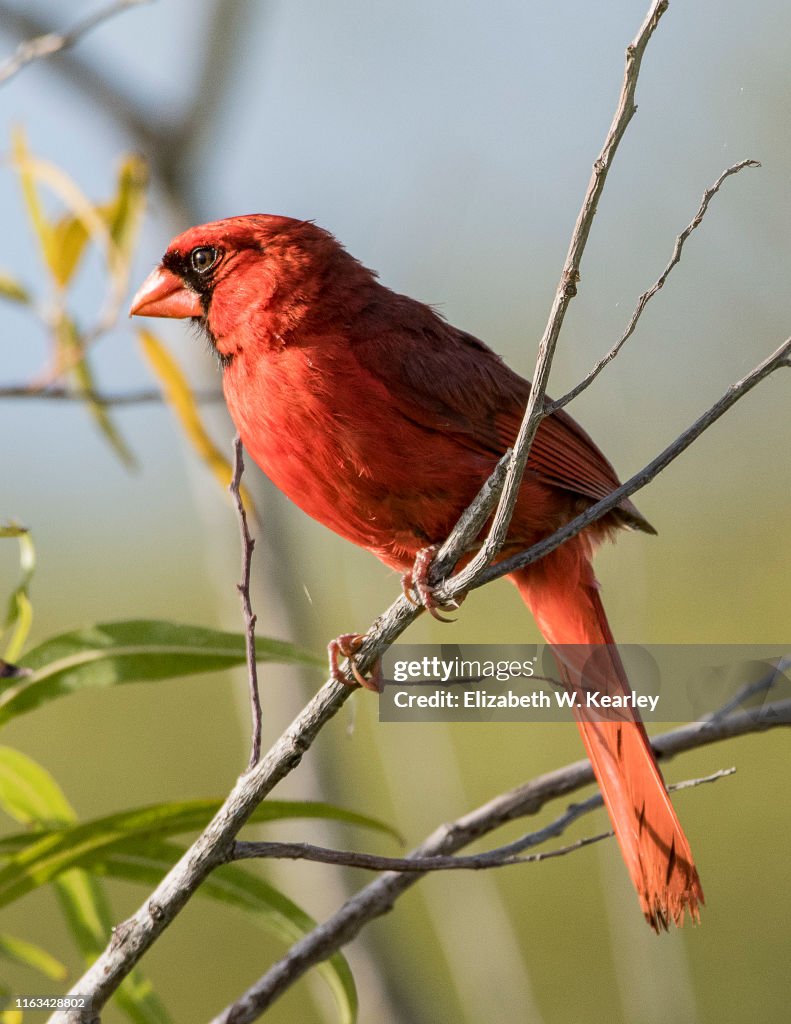 Cardinal Conservation Male Cardinal High-Res Stock Photo - Getty Images