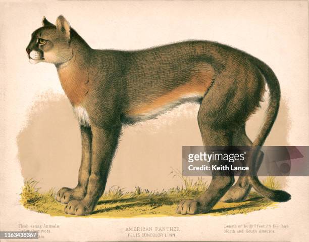 ilustrações de stock, clip art, desenhos animados e ícones de american panther - puma gato não domesticado