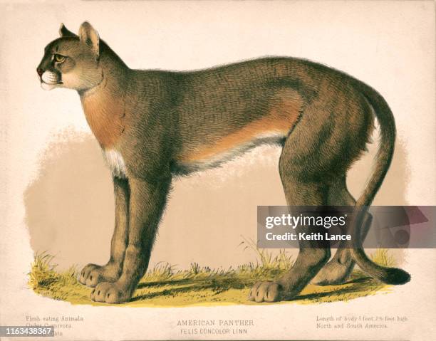 美國黑豹 - wildcat animal 幅插畫檔、美工圖案、卡通及圖標