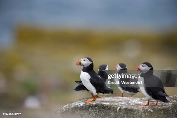 atlantic puffins, fratercula arctica - water bird photos et images de collection