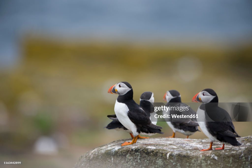 Atlantic puffins, Fratercula arctica