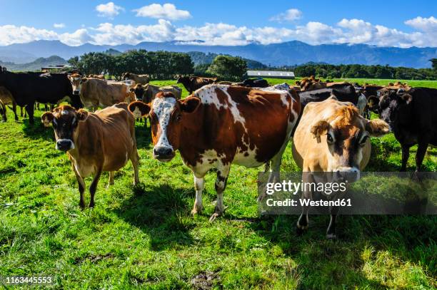 curious cows, karamea, south island, new zealand - new zealand cow stock pictures, royalty-free photos & images