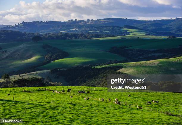 beautiful scenery in the hinterland of northland, north island, new zealand - northland new zealand stock pictures, royalty-free photos & images