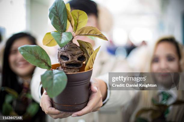 17 Ilustrações de Mandrake Flower - Getty Images