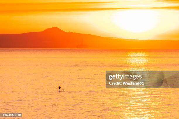 man on stand up paddle board at sunset, north berwick, east lothian, scotland - lothian stock pictures, royalty-free photos & images