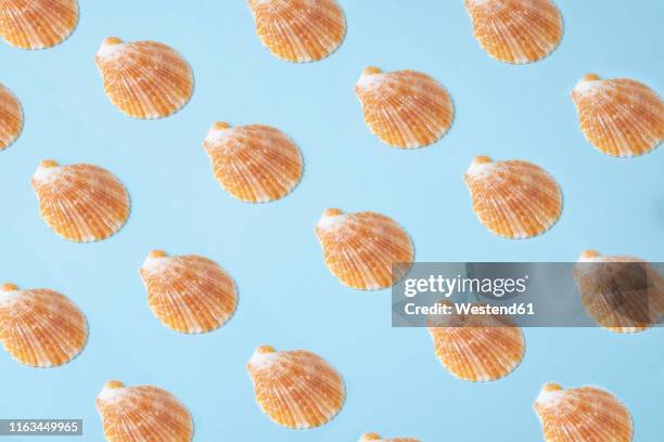 bildbanksillustrationer, clip art samt tecknat material och ikoner med row of sea shells on blue background - blåmusselfamiljen