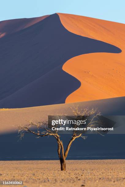 giant sand dune and dead camelthorn trees and red dunes in deadvlei, sossusvlei, namib-naukluft national park, namibia - dead vlei namibia stock pictures, royalty-free photos & images