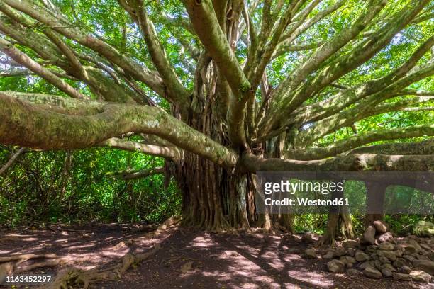 banyan tree, pipiwai trail, haleakala national park, maui, hawaii, usa - banyan tree 個照片及圖片檔