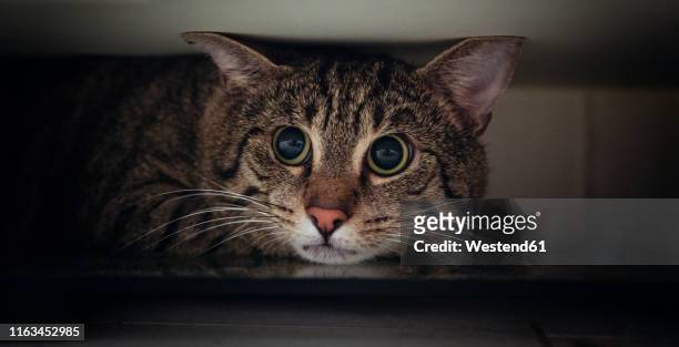 portrait of tabby cat hiding under wardrobe - narrow foto e immagini stock