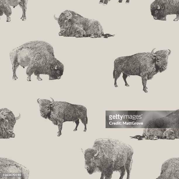 illustrazioni stock, clip art, cartoni animati e icone di tendenza di modello di ripetizione senza cuciture buffalo & bison - american bison