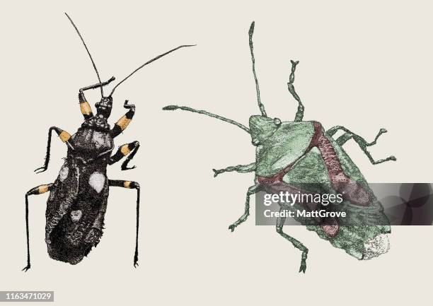platymeris biguttats, two-spotted assassin bug & birch shieldbug - assassin bug stock illustrations