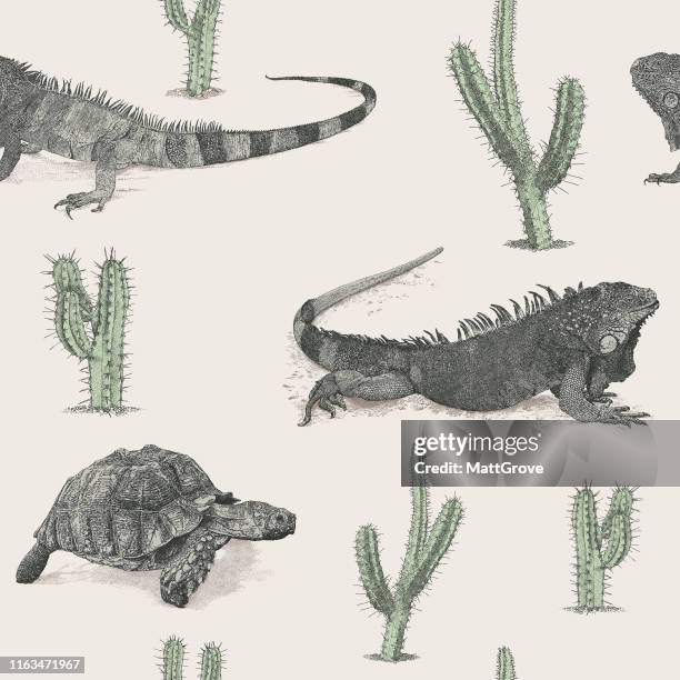 ilustrações, clipart, desenhos animados e ícones de iguana, tartaruga & cacto repetição sem emenda - iguana