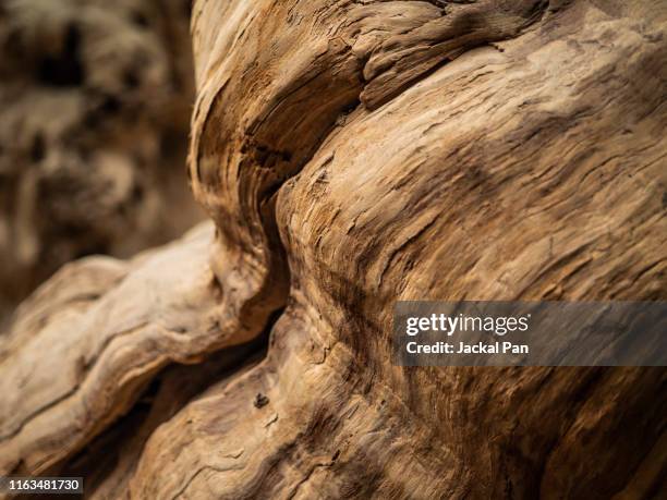 close up of dead populus euphratica - dry leaf stock pictures, royalty-free photos & images