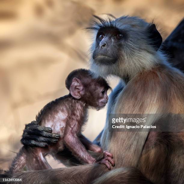 monkey, ranthambore national park, india - ranthambore national park stock-fotos und bilder