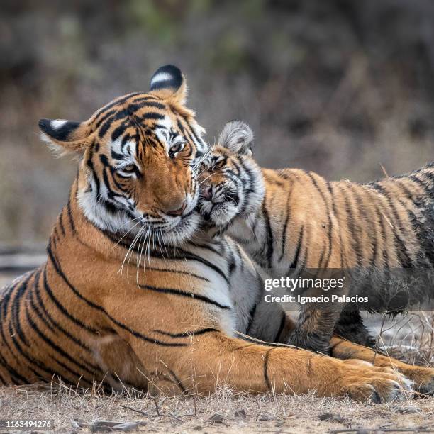 female tiger and cubs in ranthambore national park, india - ranthambore national park bildbanksfoton och bilder