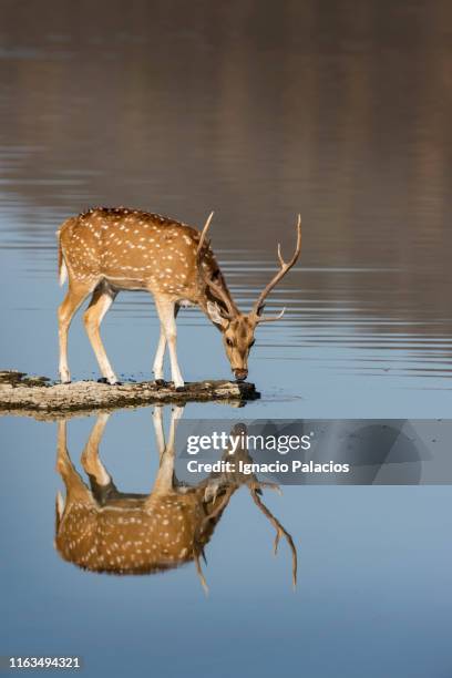 male chital, spotted deer or axis deer, ranthambore national park, india - ranthambore national park stock-fotos und bilder