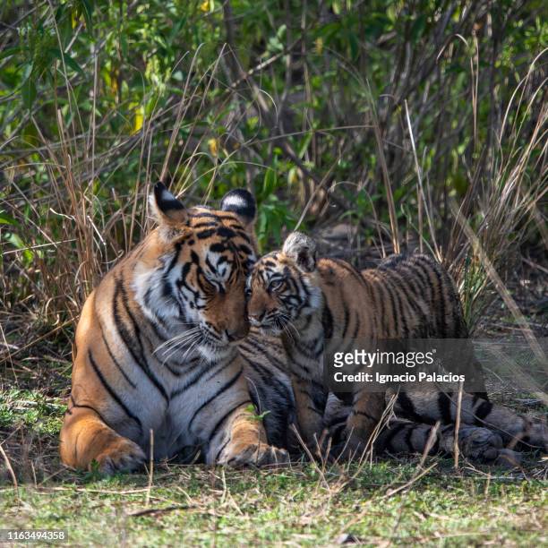 female tiger and cubs in ranthambore national park, india - tiger cub stock-fotos und bilder