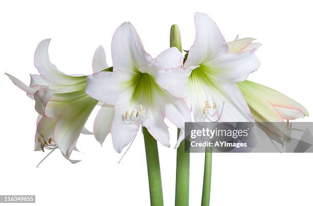 sonatini amaryllis - amaryllis stock pictures, royalty-free photos & images