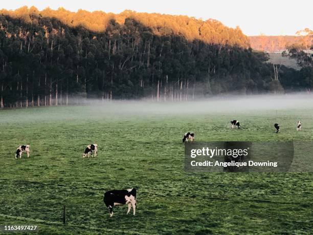 foggy morning on the dairy farm - australian pasture stock pictures, royalty-free photos & images